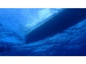 [Wakayama Kushimoto Fun Diving] Two-boat diving in the southernmost part of Honshu. Enjoy the Kushimoto sea in a relaxed atmosphere with a small group! Beginners welcome!