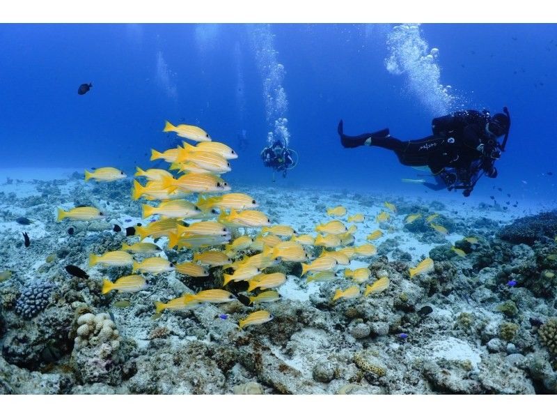 【沖縄本島から行く慶良間諸島】ホテル送迎付きのボートダイビングで一日満喫！の紹介画像