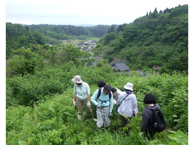 【石川・津幡】いのちかがやく里山づくり～挑戦1吉倉の山道の再生の紹介画像