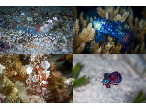 【沖縄・宮古島】魅惑の世界へ！ビーチナイトダイビング（１ダイブ/ライセンス必須）の画像