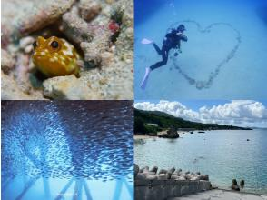 ＼那覇から送迎付きでお得に潜ろう☆／ゴリラチョップ　2ビーチファンダイビング　SNS大バズりミジュン大群やフォト派に大人気！！