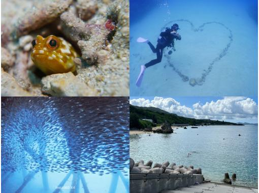 ＼那覇から送迎付きでお得に潜ろう☆／ゴリラチョップ　2ビーチファンダイビング　SNS大バズりミジュン大群やフォト派に大人気！！の画像