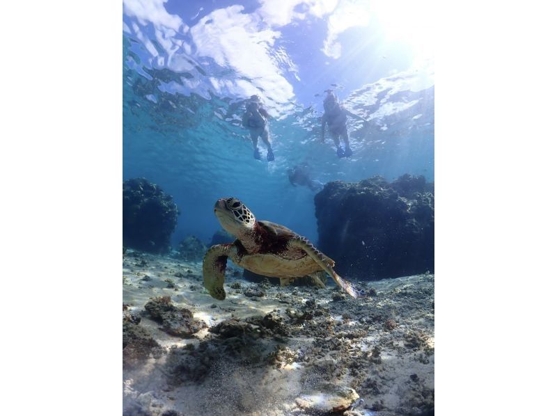 【沖縄・宮古島】宮古ブルーでシュノーケリング。ウミガメやクマノミにも会える！！元水泳部が担当する安心ツアー。写真データ無料。当日予約OKの紹介画像