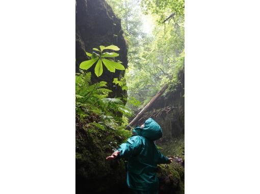 【北海道・支笏湖】映画のような世界観。苔の回廊へハイキングに出かけよう。の画像