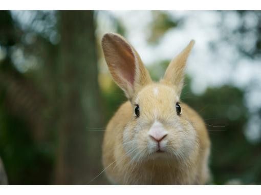 [Departing from Hiroshima, Onomichi, and Setoda] Okunoshima Rabbit Picnic Cruiseの画像