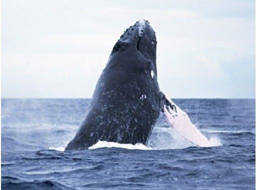 [Okinawa Onna] winter only! Whale watching-Naha about an hour's drive from the airportの画像