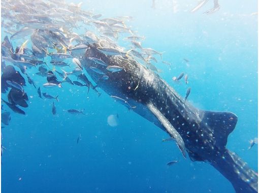 [Okinawa, Yomitan Village] Experience Diving ★ Swim with the king of the sea, the whale shark! A dream dive that will become a lifelong memory ★の画像