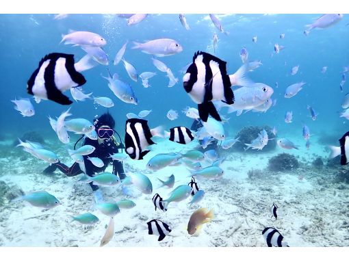 【沖縄・宮古島】ビーチで体験ダイビング＆シュノーケリング｜１組限定貸切ツアー｜半日コース｜GoProレンタル無料の画像
