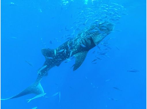 【沖縄・読谷村】当店人気No1★巨大な海の王者と泳ぐ感動がここに―★ジンベエザメシュノーケルツアー　家族みんなでジンベイザメに会いに行こう！の画像