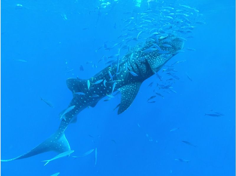 【北海道・SUP体験】透明度の高い支笏湖の湖面をクルージング！SUP体験（半日コース）の画像