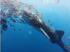 [Okinawa, Yomitan Village] Our most popular item ★ Experience the thrill of swimming with the giant king of the sea here ★ Whale Shark Snorkeling Tour Let's go see the whale sharks with the whole family!