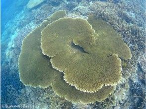 【沖縄・宮古島】初めての方にオススメ！時間を有効に使える体験ダイビング半日コース（ビーチ2ダイブ）