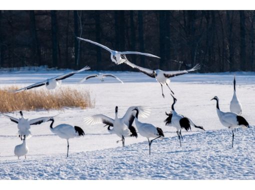 Red-Crowned Crane and Wildlife Guided Tour at Kushiro Marshlandの画像