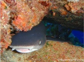 【沖縄・宮古島】ビーチで潜る夜の海｜ナイトダイビング（1DIVE）GoProレンタル無料！