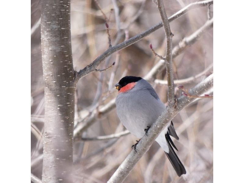 [Nikko/Senjogahara] Beginner/Family-friendly Winter Bird Watching Tourの紹介画像