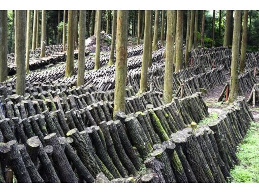 [Tokyo, Minami-Osawa, Machida, Fuchu] Satoyama experience @ Tokyo, experience splitting rotten wood for shiitake mushroom logs, and search for rhinoceros beetle and stag beetle larvae. Adult beetles are also searched for from June to September.の画像