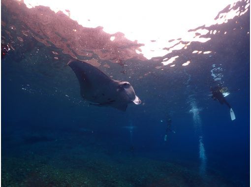 【石垣島･冬季限定プラン】水面マンタシュノーケルツアー☆マンタと一緒に泳げる1日ツアー、初心者、お1人様大歓迎☆ドローン撮影付き♪の画像