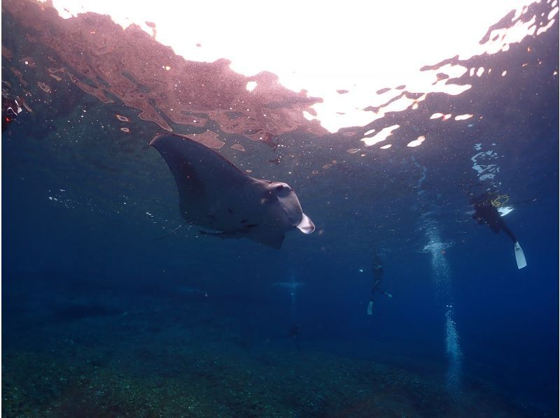 【石垣島 - 冬季限定方案】蝠鱝浮潛之旅☆與蝠鱝共遊的一日遊。初學者和獨自旅行的遊客均可參加。包含無人機拍攝。の紹介画像