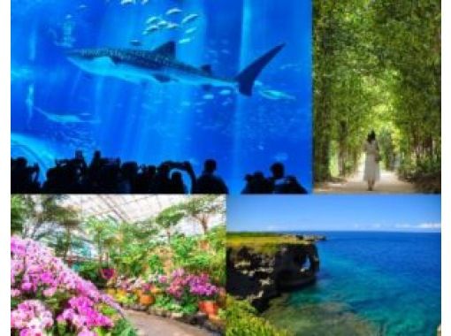 HipHopBus [那霸/北谷出发] 含午餐 > 美丽海水族馆＆热带梦幻中心、万座毛、备濑福木大道、美滨美国村 (B-2路线)の画像
