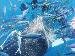 ★★12月・1月・2月限定★団体・家族割★★人気No.1プラン★★ジンベイザメ・シュノーケルツアー！みんなでジンベイザメに会いに行こう！