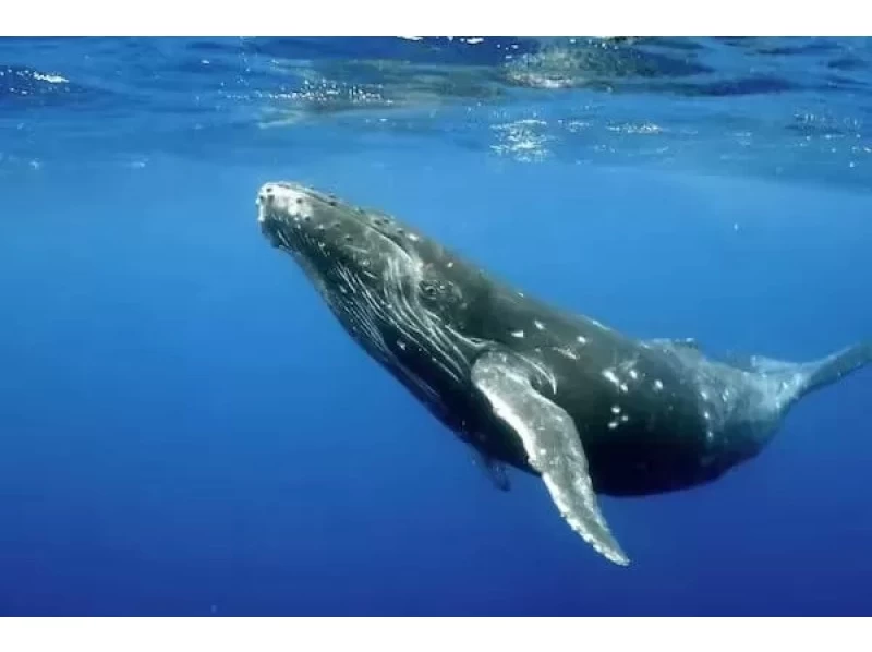【沖縄・那覇発】クジラと泳げる！ホエールスイム〈1月～3月末限定で毎日開催〉の紹介画像