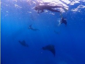 【★★★沖縄・石垣島・冬季限定★★★】捕食マンタを狙え！！１２月から３月限定コース