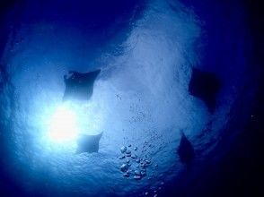 [★★★Okinawa, Ishigaki Island, Winter Only★★★] Aim for predatory manta rays! Course only available from December to March