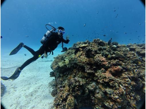 [Northern Okinawa, Motobu - Sesoko Island - Minna Island - Fun Diving / 3-hour plan] The best visibility in the prefecture! Fun diving for license holders (2 dives / 3 hours)の画像