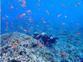 【沖縄・石垣島】〈1日体験ダイビング〉2dive＆ウミガメシュノーケリングプラン☆贅沢コース！！