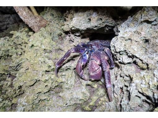 【沖縄・宮古島】懐中電灯を片手にドキドキの探検へ出発〜家族やカップルで安心して楽しめるここでしか体験できないツアー！の画像
