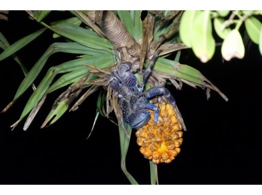 [Okinawa, Miyakojima] Exciting under the moonlight! With a flashlight in hand, your heart will race. A night tour with a grand adventure in search of Japan's largest coconut crab! A rare experience!の画像