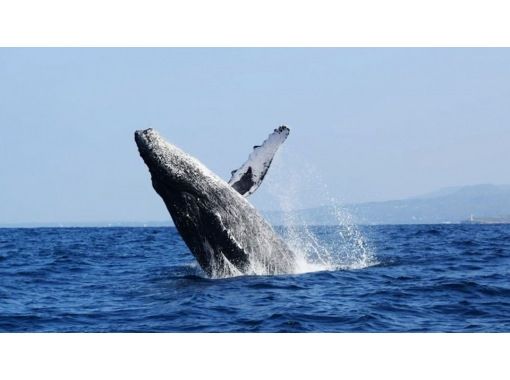 [Okinawa, Northern / Departing from Motobu Port] A warm and moving whale watching tour in the cold season! A safe and comfortable trip on a large, rock-resistant double-decker boat with photo data includedの画像