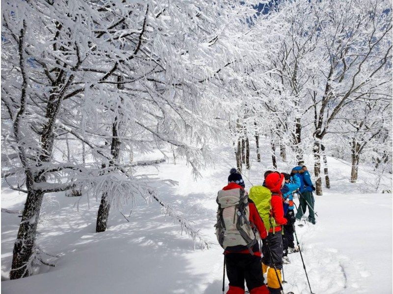 [Takashima/Kutsuki] Snowshoe tour in the virgin forest 《Beginners welcome! Winter adventure walking through the snowy fields!》の紹介画像