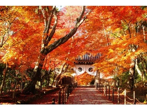 【京都駅発着】紅葉の名所「光明寺」と「天龍寺」＆渡月橋上流を屋形船で遊覧！レストラン嵐山で丹波牛のすき鍋膳をご賞味！の画像