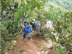 [Tokyo, Ogasawara Chichijima] Mountain walk while observing nature "Chihiroiwa Heart Rock Course" Trekking for the first time on Raijima