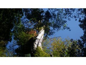 【鹿児島・屋久島】初心者OK！貸切！ヤクスギランド半日コース、巨木とコケの秘境へ、公認ガイドとのんびりツアー