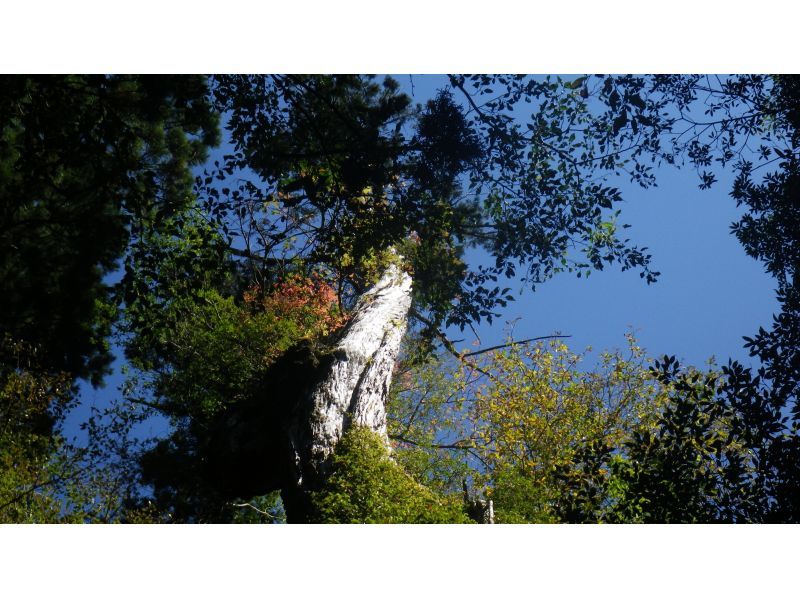 【鹿児島・屋久島】初心者OK！貸切！ヤクスギランド半日コース、巨木とコケの秘境へ、公認ガイドとのんびりツアーの紹介画像