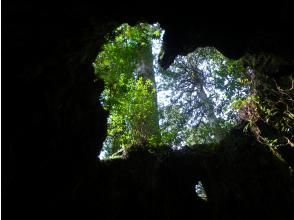 【鹿児島・屋久島】巨大切り株ウィルソン株！ハートを求めてトロッコ道をぶらぶらと♪トレッキング初心者OK！