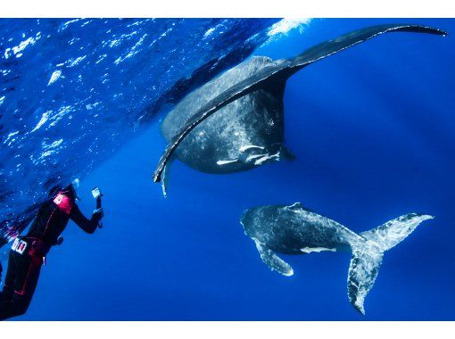 [เกาะหลักโอกินาวา] ว่ายน้ำกับวาฬ เฉพาะฤดูหนาว ❤️บริการรถรับส่ง ⭕ อัตราการพบวาฬ 100% ของปีที่แล้ว ⭕️วิดีโอและภาพถ่ายฟรี‼️の画像