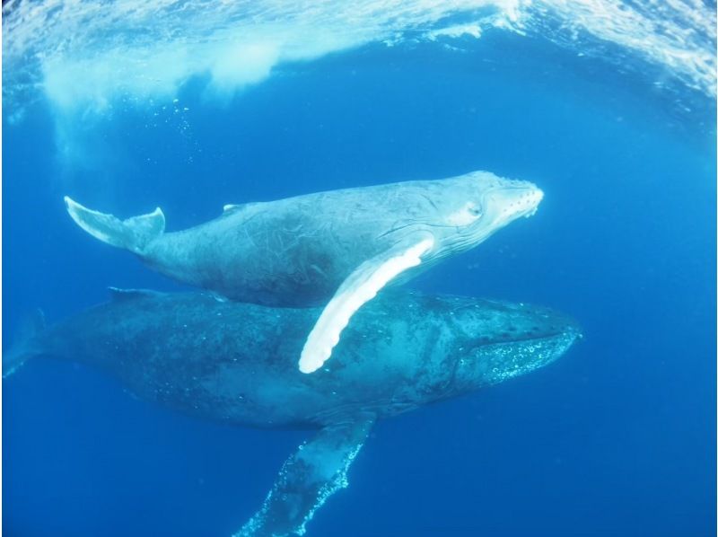 【北海道・SUP体験】透明度の高い支笏湖の湖面をクルージング！SUP体験（半日コース）の画像