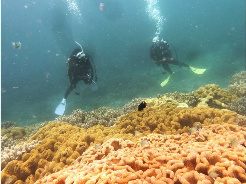 お手軽に那覇周辺2ボートダイビング　～リクエスト最優先　那覇空港・那覇市内(おもろまち新都心・首里地区は除く）まで送迎～の紹介画像