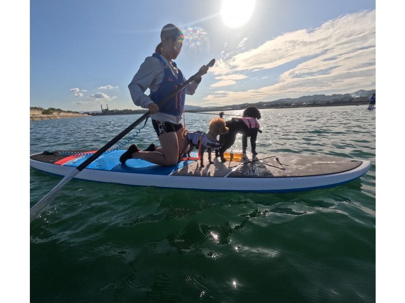 [Awaji Island, Autumn Only] Beginner-Friendly ♪ Sea Walking SUP Experience with Your Dog & Flower Festival Enjoyment Plan (Photos, Videos, Rentals, and Hot Showers Included)の紹介画像