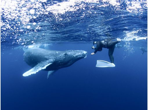 【沖縄・那覇発ホエールスイム】野生のザトウクジラと泳ごう！1月10日スタート！１人様からOK☆の画像