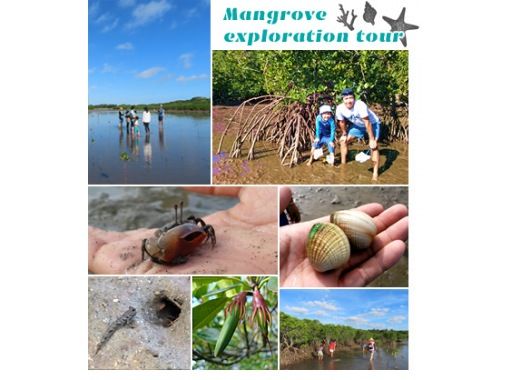 【沖縄・小浜島】マングローブの林へ！小浜島自然探検ツアー（干潮時間帯のみ開催）の画像