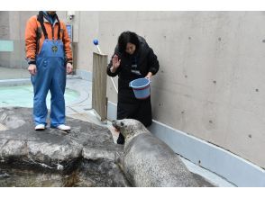 【秋田・男鹿】ゴマフアザラシが間近に！男鹿水族館GAO　ゴマフアザラシへのエサやり体験付プラン