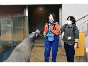 【秋田・男鹿】俊敏な動きに驚き！？男鹿水族館GAO　カリフォルニアアシカへのエサやり体験付プラン