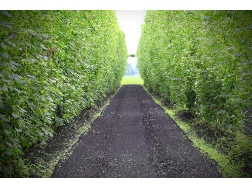 [Yokote City, Akita Prefecture] ~Free pick-up and drop-off within the city~ Hop and bubble village, YOKOTE craft tripの画像