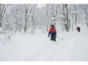 [Akita, Hachimantai] Yamagemori BUNAMORI Ski Hike Tour ~Explore the powder snow beech forest~