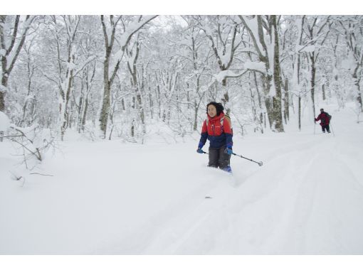 [Akita, Hachimantai] Yamagemori BUNAMORI Ski Hike Tour ~Explore the powder snow beech forest~の画像