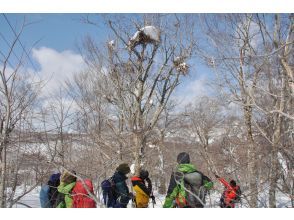 [Akita, Hachimantai] A tour to search for traces of Asiatic black bears in the winter forest